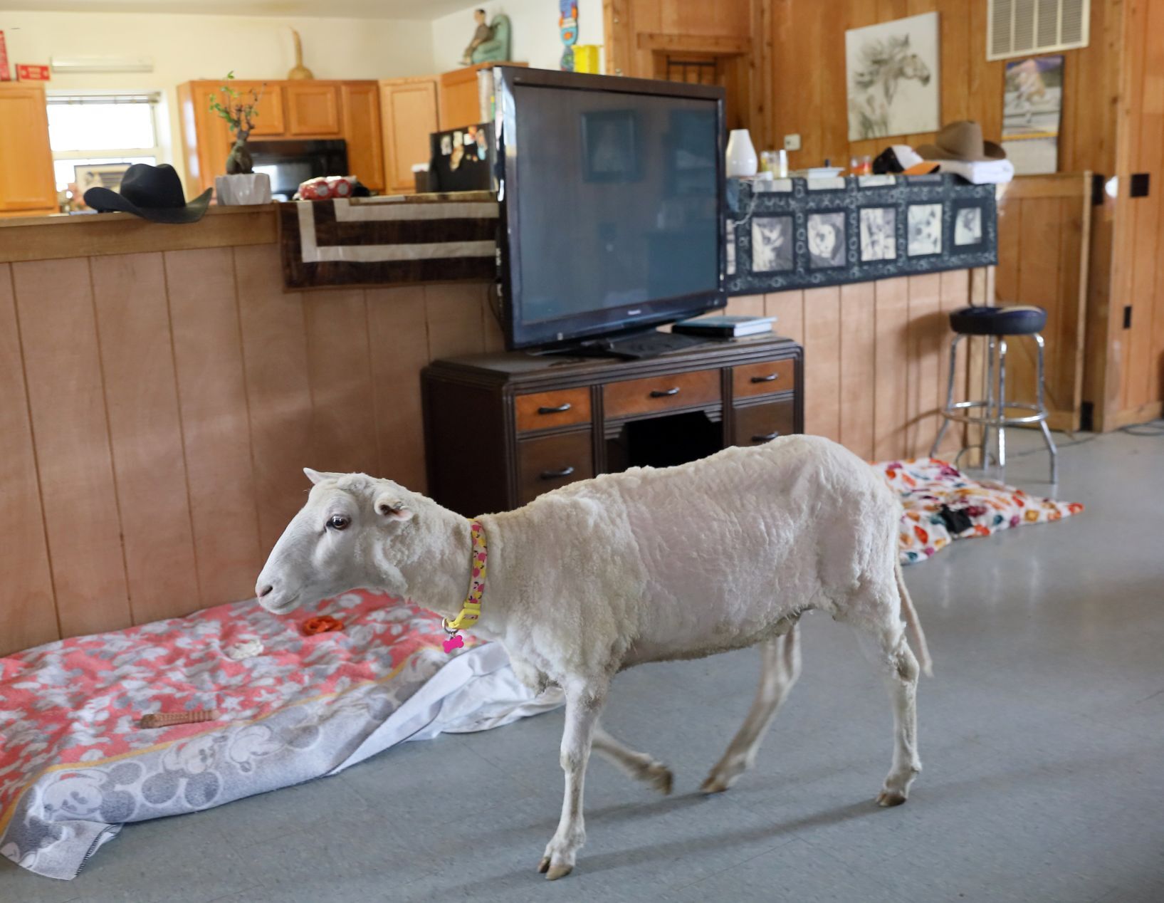 Mary Jane, formerly Shrek the sheep, adopted
